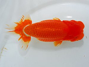 尾張優魚会&中部本部大会 行司二 渡辺 敦 犬山 尾張優魚会&中部本部大会 行司二 渡辺 敦 犬山