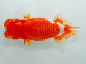 尾張優魚会&中部本部大会 脇行司一 近藤憲正 あま 尾張優魚会&中部本部大会 脇行司一 近藤憲正 あま