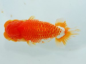 尾張優魚会&中部本部大会 脇行司二 江守淳一 富山 尾張優魚会&中部本部大会 脇行司二 江守淳一 富山