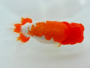 尾張優魚会&中部本部大会 立行司 都築俊幸 安城 尾張優魚会&中部本部大会 立行司 都築俊幸 安城