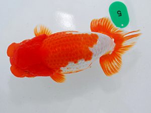 尾張優魚会&中部本部大会 取締二 井上 達 半田 尾張優魚会&中部本部大会 取締二 井上 達 半田