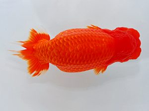 尾張優魚会&中部本部大会 東関脇 南 信一郎 知多 尾張優魚会&中部本部大会 東関脇 南 信一郎 知多