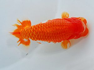 尾張優魚会&中部本部大会 西関脇 庄村 清 山梨 尾張優魚会&中部本部大会 西関脇 庄村 清 山梨