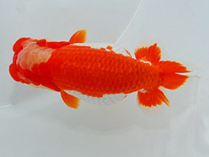 尾張優魚会&中部本部大会 東小結 森下勝司 常滑 尾張優魚会&中部本部大会 東小結 森下勝司 常滑