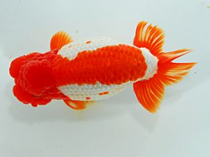 尾張優魚会&中部本部大会 西小結 榊原英樹 武豊 尾張優魚会&中部本部大会 西小結 榊原英樹 武豊