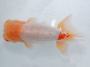 尾張優魚会&中部本部大会 勧進元二 山本義介 碧南 尾張優魚会&中部本部大会 勧進元二 山本義介 碧南