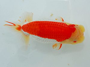 尾張優魚会&中部本部大会 行司一 櫻井敏朗 各務原 尾張優魚会&中部本部大会 行司一 櫻井敏朗 各務原