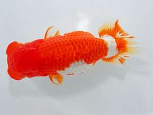 尾張優魚会&中部本部大会 行司二 辻 敏秋 那智勝浦 尾張優魚会&中部本部大会 行司二 辻 敏秋 那智勝浦