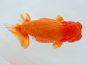 尾張優魚会&中部本部大会 行司三 山本義介 碧南 尾張優魚会&中部本部大会 行司三 山本義介 碧南