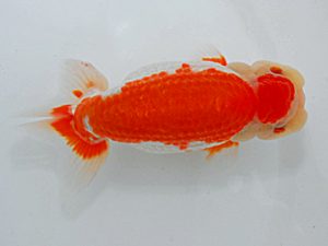 尾張優魚会&中部本部大会 脇行司一 木暮 實 下諏訪 尾張優魚会&中部本部大会 脇行司一 木暮 實 下諏訪