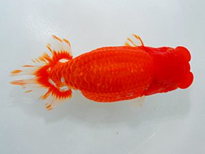 尾張優魚会&中部本部大会 脇行司二 鎌田芳男 稲沢 尾張優魚会&中部本部大会 脇行司二 鎌田芳男 稲沢