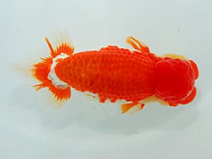 尾張優魚会&中部本部大会 西大関 辻 敏秋 那智勝浦 尾張優魚会&中部本部大会 西大関 辻 敏秋 那智勝浦