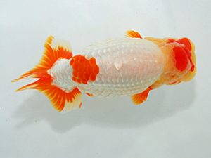 尾張優魚会&中部本部大会 立行司 林 万貴 志摩 尾張優魚会&中部本部大会 立行司 林 万貴 志摩