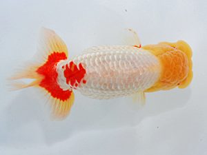 尾張優魚会&中部本部大会 取締一 三田保之 蒲郡 尾張優魚会&中部本部大会 取締一 三田保之 蒲郡