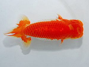 尾張優魚会&中部本部大会 取締二 川口 功 尾張 尾張優魚会&中部本部大会 取締二 川口 功 尾張