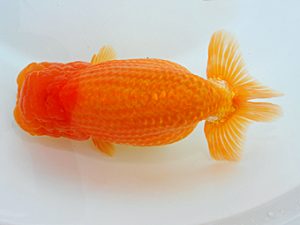 尾張優魚会&中部本部大会 東関脇 林 万貴 志摩 尾張優魚会&中部本部大会 東関脇 林 万貴 志摩