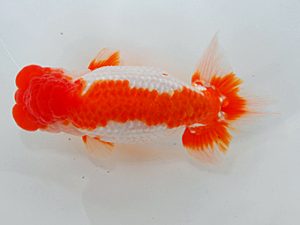 尾張優魚会&中部本部大会 西関脇 樋口正行 鈴鹿 尾張優魚会&中部本部大会 西関脇 樋口正行 鈴鹿