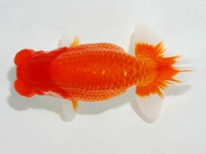 楽友らんちう会　東大関　荻谷達夫　水戸