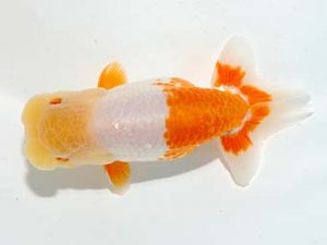 楽友らんちう会 勧進元一 黒はばき浩之　相馬