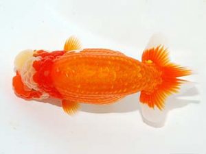 楽友らんちう会 勧進元二　木村　等　本庄