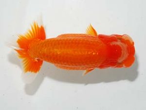 楽友らんちう会 行司一　七尾好之　葛飾