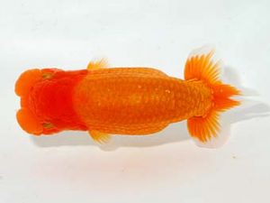 楽友らんちう会 脇行司一　山岡　仁　松戸