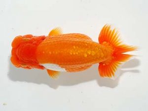 楽友らんちう会 脇行司二　黒はばき浩之　相馬