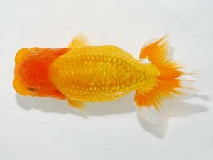 楽友らんちう会　西大関　森山禎紀　足立