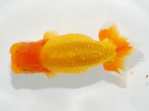 楽友らんちう会　立行司　森山禎紀　足立