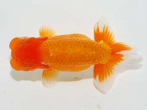 楽友らんちう会　取締一　矢ヶ崎伸司　堀切