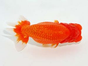 楽友らんちう会 東関脇　荻谷冨士夫　水戸