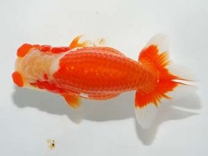 楽友らんちう会 東小結　池田伸次　新潟