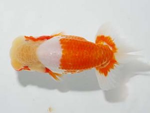 楽友らんちう会 西小結　山田隆夫　東堀切