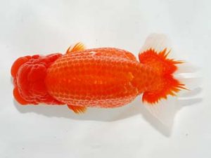 楽友らんちう会　西大関　稲村俊明　千代田