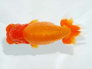 楽友らんちう会　立行司　森山禎紀　足立