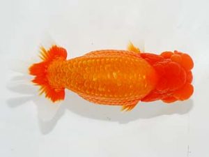 楽友らんちう会　取締一　大久保義彰　千葉