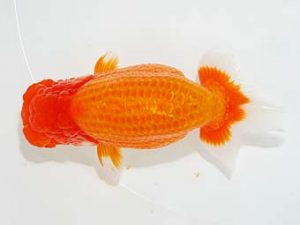 楽友らんちう会　取締二　大久保義彰　千葉