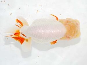 楽友らんちう会　東大関　安田英一　川崎