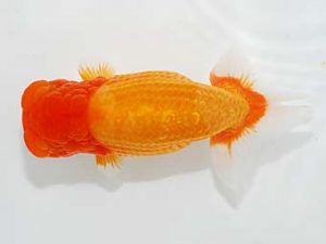 楽友らんちう会　西大関　山田隆夫　東堀切