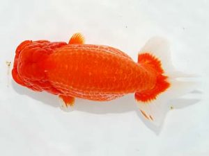 楽友らんちう会　立行司　林　和明　足立