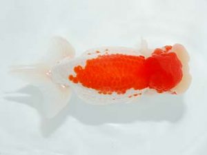 楽友らんちう会　取締二　黒はばき浩之　相馬