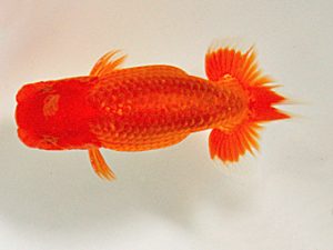 研究会　東大関　佐々木勝利　松山