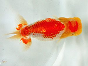 研究会　西大関　津島洋介　西条
