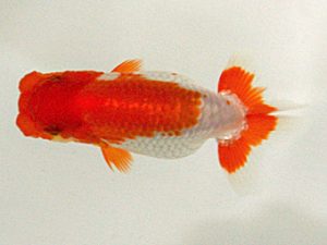 研究会　取締一　直野高幸　新居浜