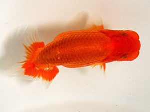 研究会　取締二　瀬野正樹　徳島