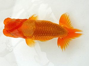 愛魚会　研究会　一位　中村正志