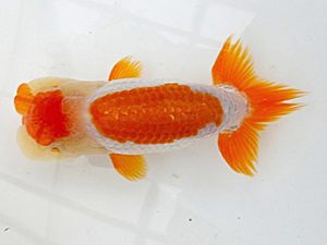 愛魚会　研究会　二位　中村正志
