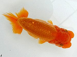 愛魚会　研究会　四位　酒巻　豊