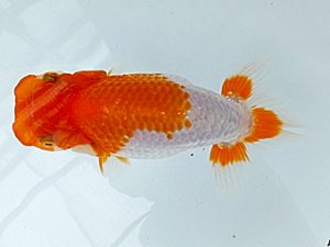 愛魚会　研究会　五位　平井恵次