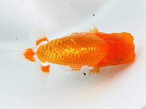 日蘭佐賀 東勧進元 西村幸弘 弥生会 日蘭佐賀 東勧進元 西村幸弘 弥生会